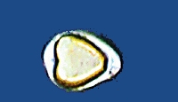 bd04