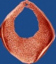 dp185cu